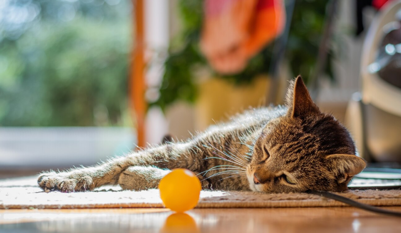 Cat Adoption - PawrPose